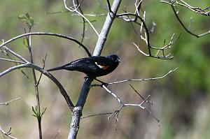 062 Blackbird, Red-winged, 2023-05129867 Broad Meadow Brook, MA